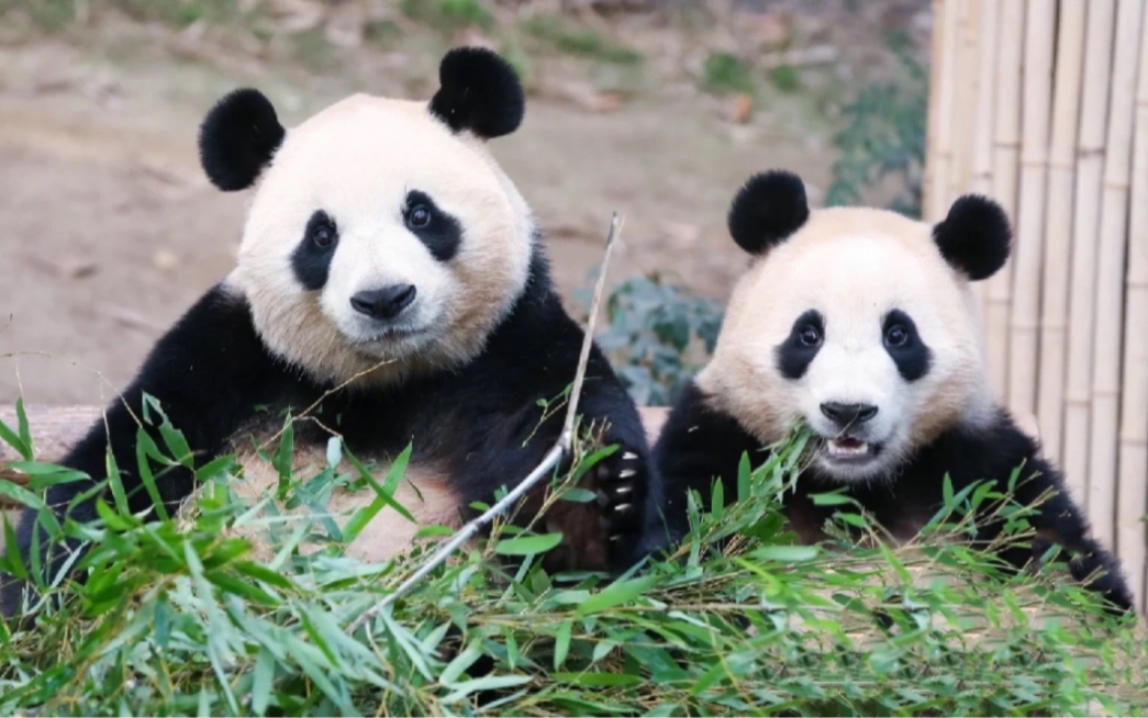 2026年大熊猫及国家公园短视频征集全球启动！